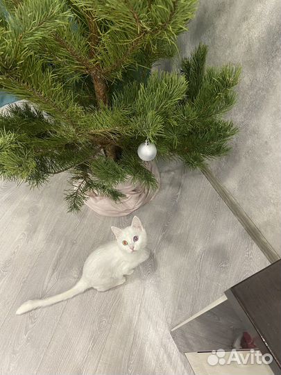 Кошка в дар