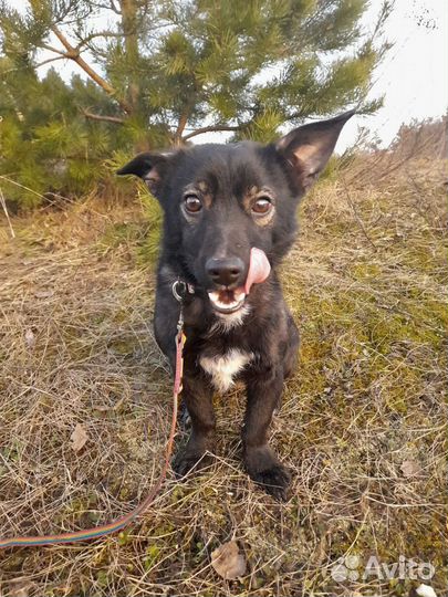 Собака стерилизованная молодая