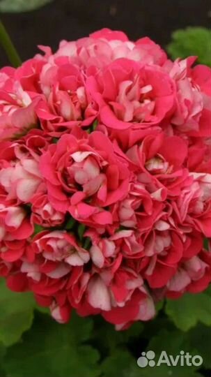 Пеларгония герань сортовая