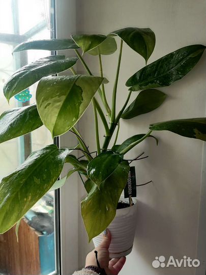 Филодендрон Хосе Буэно(Имбе Вайт Марбл)