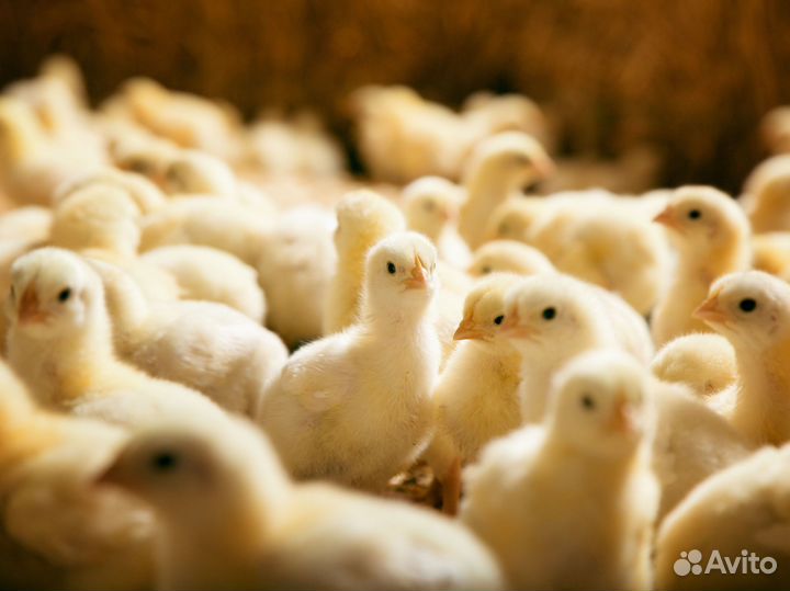 Разнорабочий на производство питание+проживание