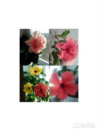 Сортовые гибискусы
