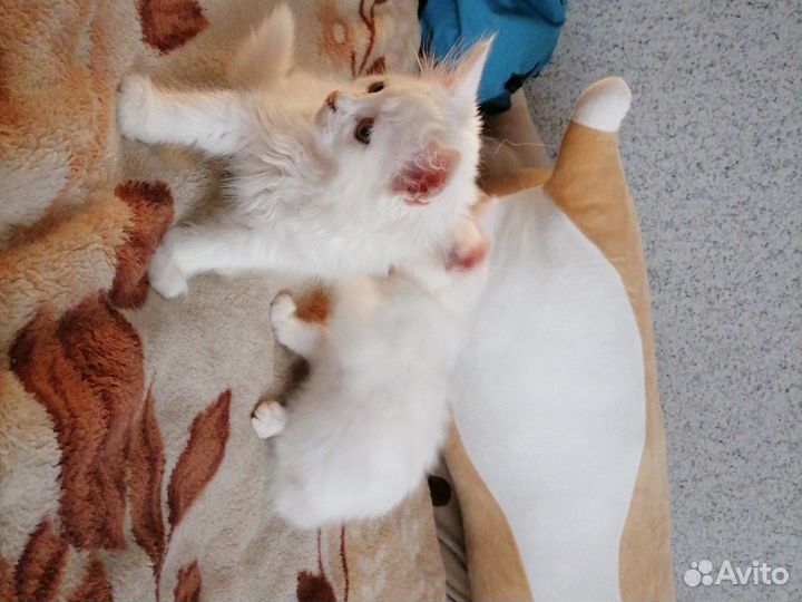 Отдаю котят в добрые руки