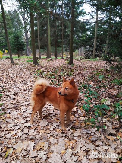 Вязка карело-финская лайка