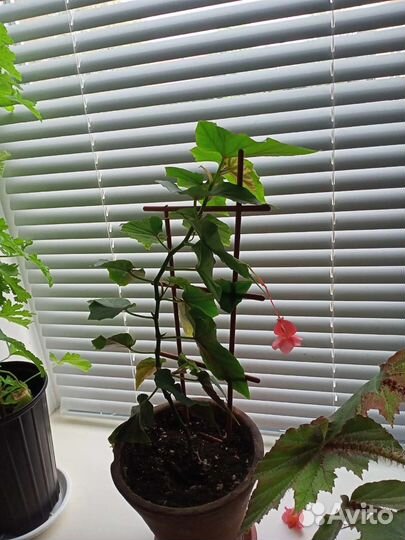 Комнатные цветы