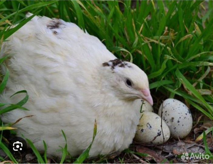 Техасский,Селадон, Феникс