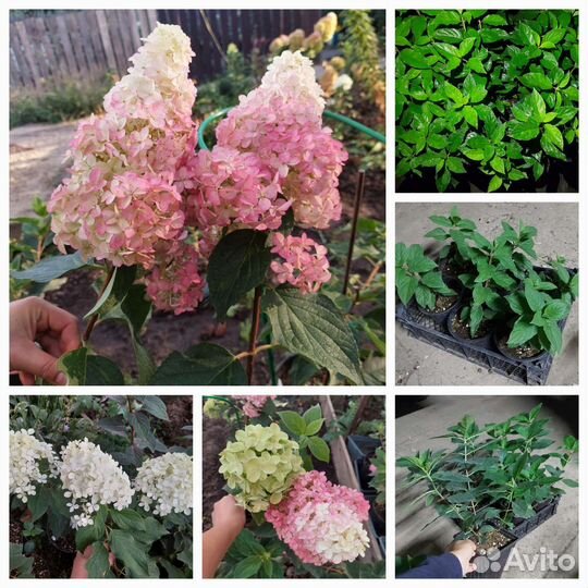 Гортензия метельчатая саженцы