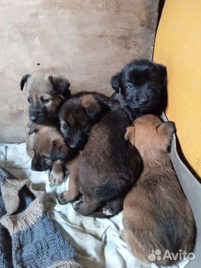 Отдам в добрые руки найденышей Кушают всё