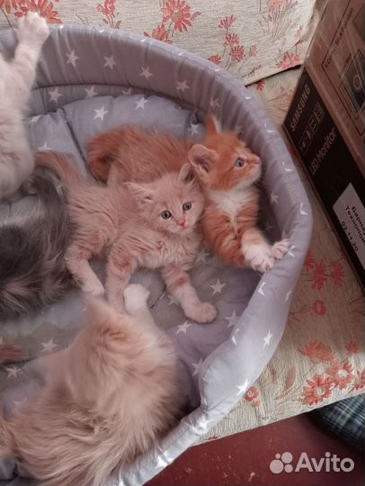 Котята мейн-кун
