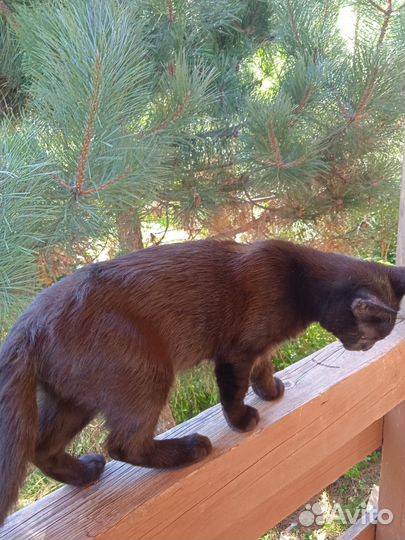 Котик черный