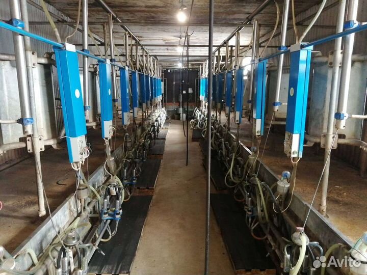Доильный зал. И молочное оборудование