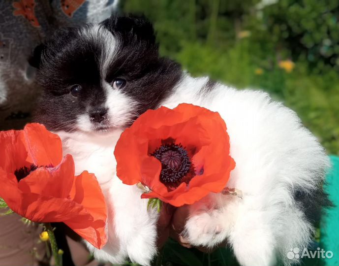 Собаки щенки шпиц