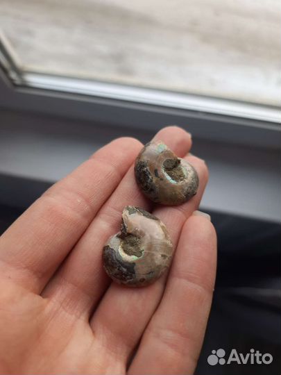 Окаменелости аммониты