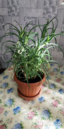 Алоэ столетник