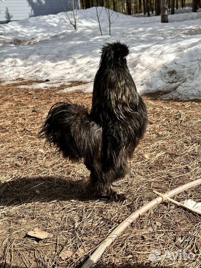 Петух Китайский шелковый