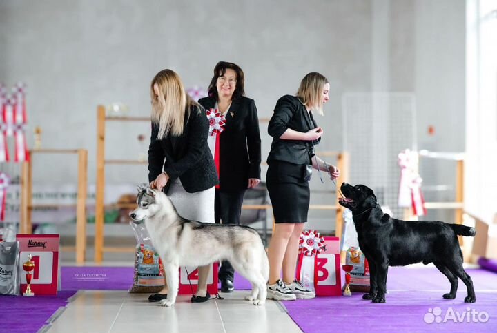 Хендлер, подготовка к выставкам
