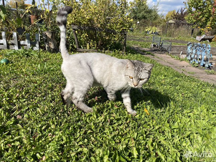 Отдам кота