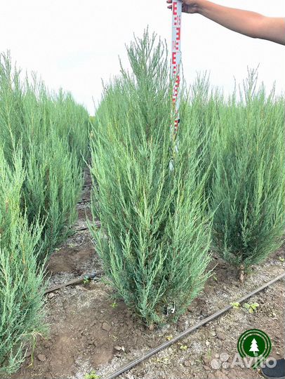 Можжевельник скайрокет 1,72 м и др