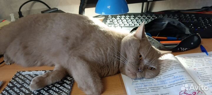 Лиловый британец