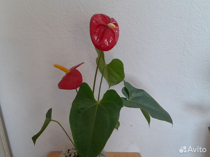 Комнатные цветы антуриум
