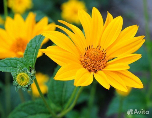 Растения для вашего сада