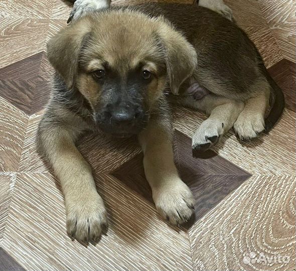 Щенки метисы овчарки
