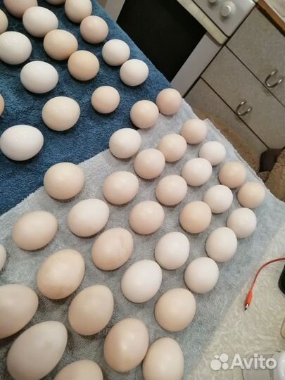 Инкубационное яйцо Пушкинских