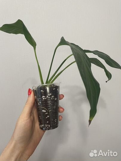 Спатифиллум