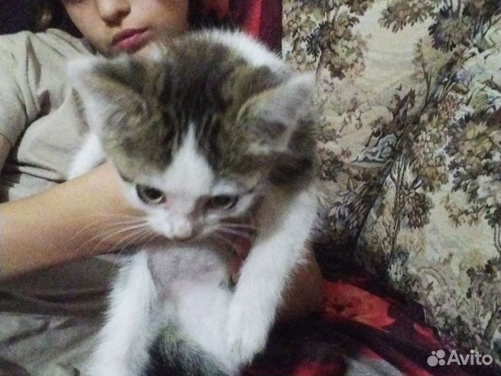 Котенок девочка в добрые руки