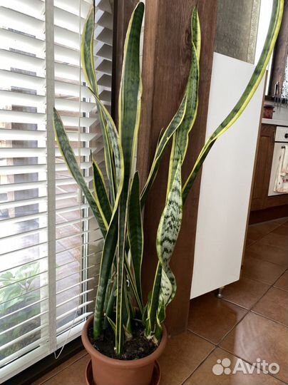 Сансевиерия большая