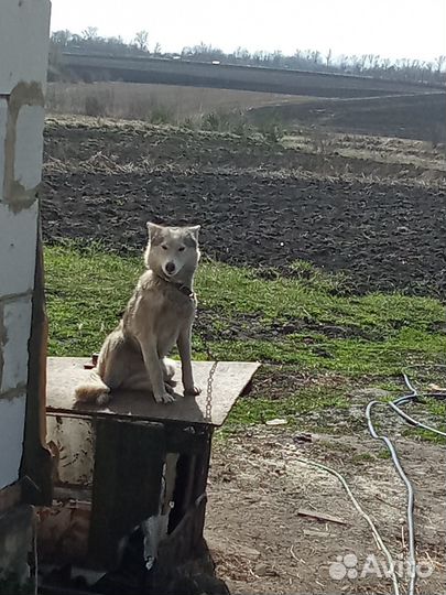 Отдам В добрые руки