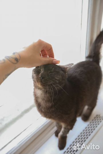 Кошка дымчатый окрас