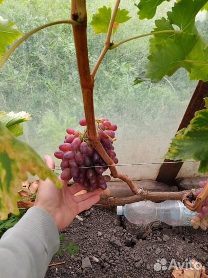 Черенки винограда