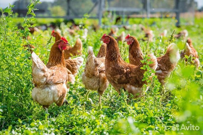 Молодые несушки