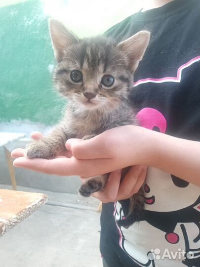 Отдам бесплатно