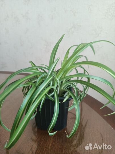 Хлорофитум