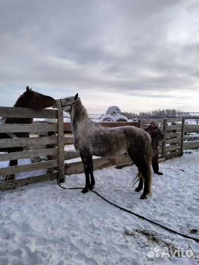 Продаются лошади