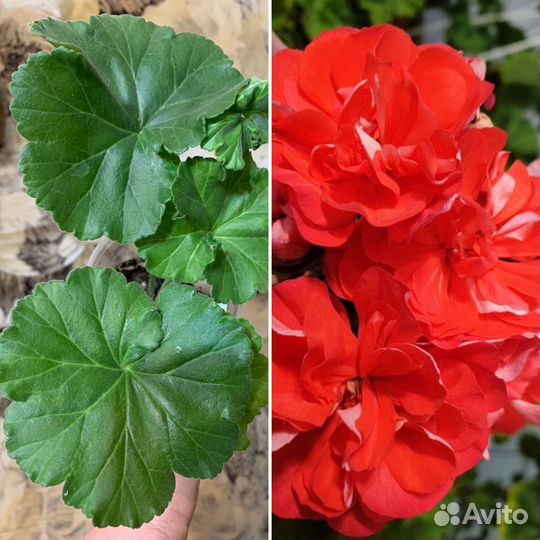 Сортовые пеларгонии