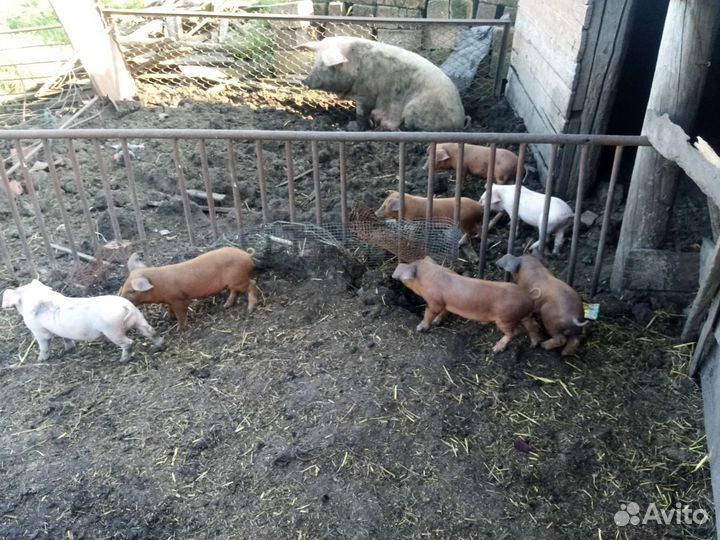Месячные Поросята дюрок-белая