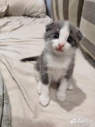 Котята метисы