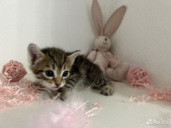 Котята малыши