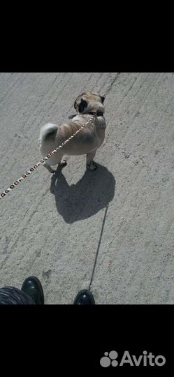 Мопс вязка кабель