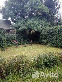 Дикий виноград быстрорастущий