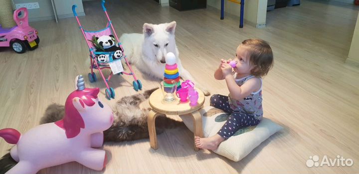 Воспитание собаки