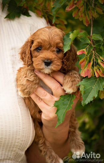 Щенки Кавапу