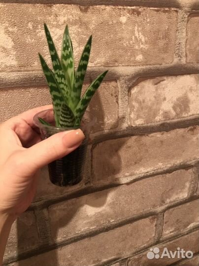 Хлорофитум, традесканции, алое тигровое