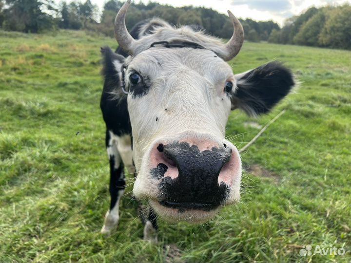 Корова с теленком