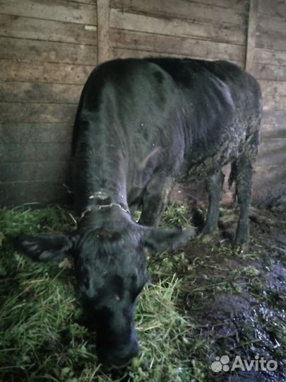 Корова тёлка