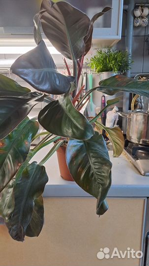 Филодендрон империал рэд