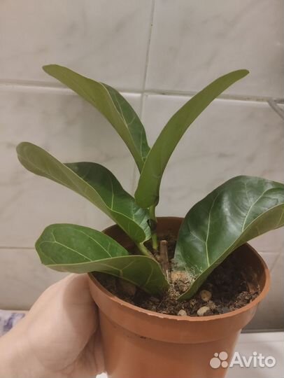 Фикус лирата бамбино